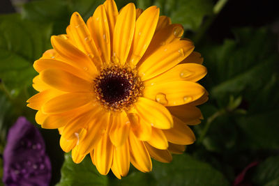 Close-up of yellow flower blooming outdoors