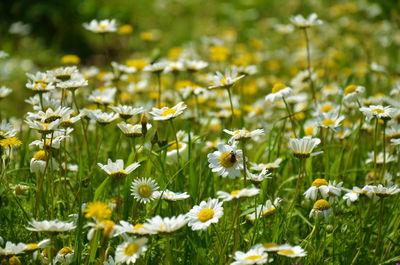 Close-up of white daisy flowers