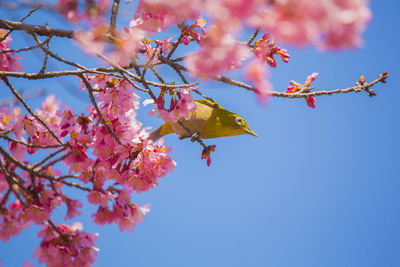 Cherry blossoms and japanese white-eye