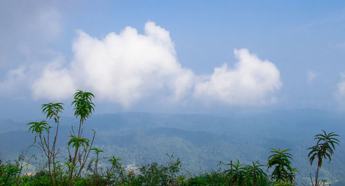 Scenic view of tree against sky