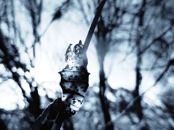 Close-up of snow on tree