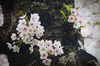 Close-up of white cherry blossoms in spring