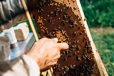 Close-up of bee on hand