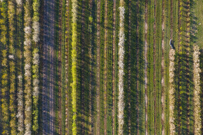 Panoramic view of rural landscape