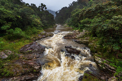 River flowing amidst trees in forest