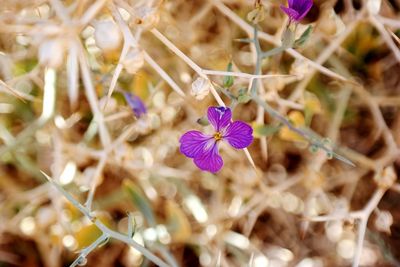 Close-up of purple flowers blooming