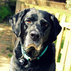 Close-up portrait of a dog