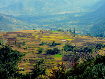 Scenic view of agricultural field