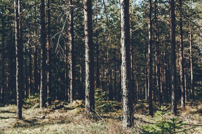 Pine trees in forest