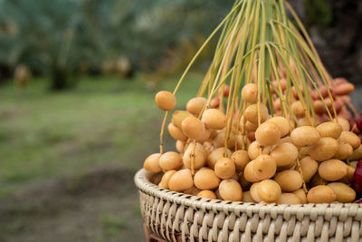 Close-up of fruits in basket on field