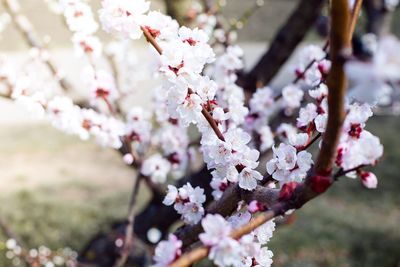 Close-up of pink flowers blooming in park