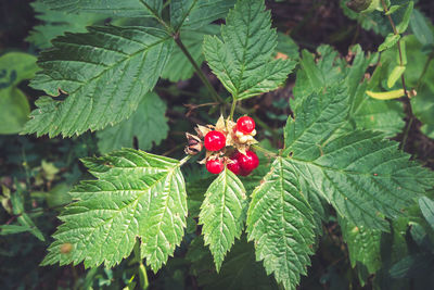 Close-up of red berries growing on tree