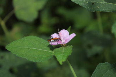 Close-up of insect on purple flower