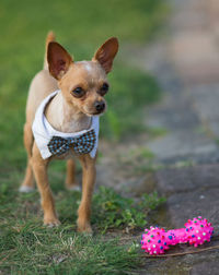 Portrait of puppy with toy on grass