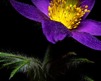 Close-up of purple flowering plant against black background