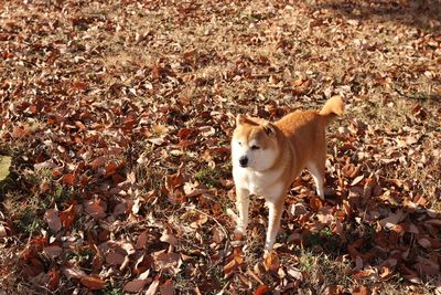 Portrait of a dog on field