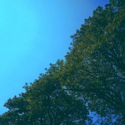 Low angle view of tree against clear blue sky