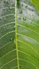 Full frame shot of leaf