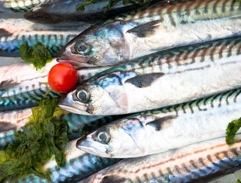 High angle view of fresh fish for sale at market