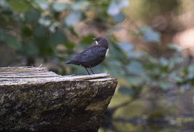 Close-up of bird perching on rock - dipper