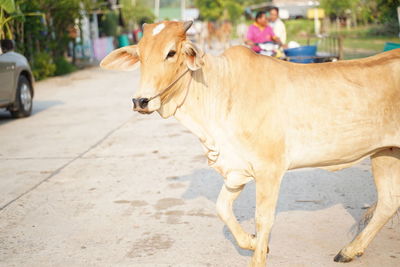 Cow standing in a street