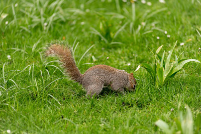 Grey squirrel in the nature, sciurus carolinensis