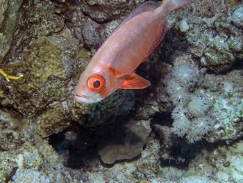 Fish swimming in sea