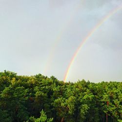 Rainbow over trees