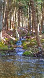 Scenic view of waterfall in forest