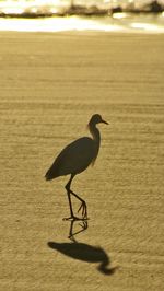 Close-up of sea shore