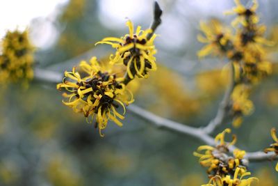 Close-up of yellow flowering plant