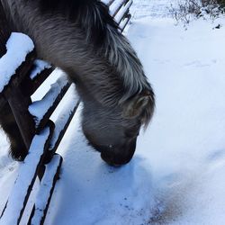 High angle view of dog in lake during winter