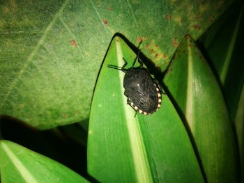 Close-up of butterfly on leaf