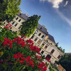 Low angle view of flowering plants and buildings against sky