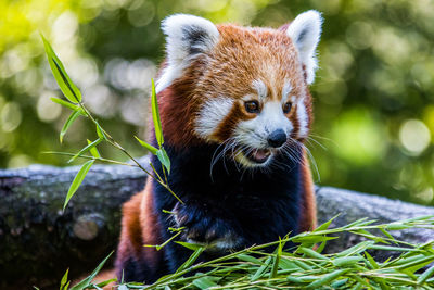 Red panda eating bamboo