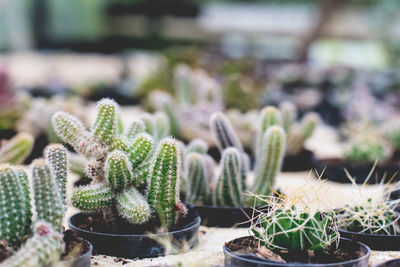 Close-up of potted cactus plant