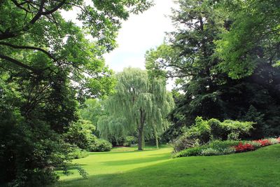 Scenic view of green landscape