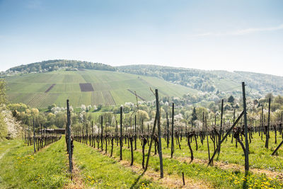 Scenic view of vineyard against sky