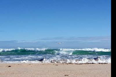 Birds on beach against clear blue sky