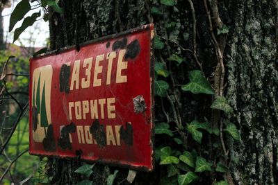 Close-up of information sign on tree trunk in forest