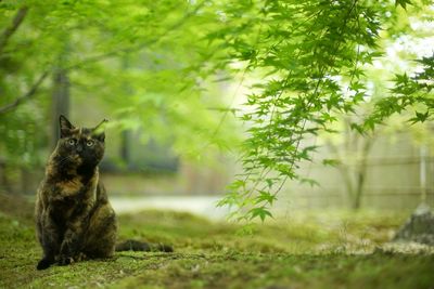 A tortoiseshell