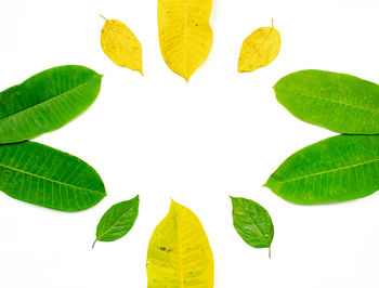 Digital composite image of leaves against white background