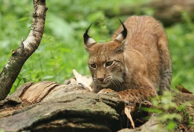 Close-up of cat on tree