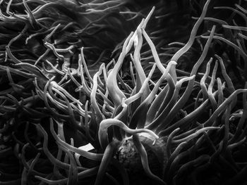 Close-up of coral in sea