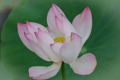 Close-up of pink water lily