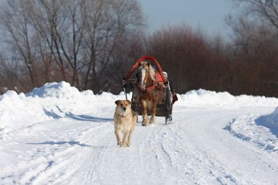 Dog standing on snow covered landscape