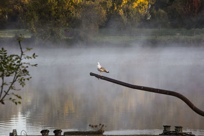 Birds perching on lake against trees