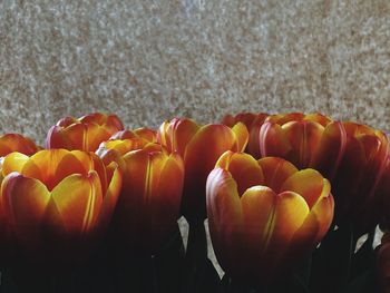 Close-up of orange flowers