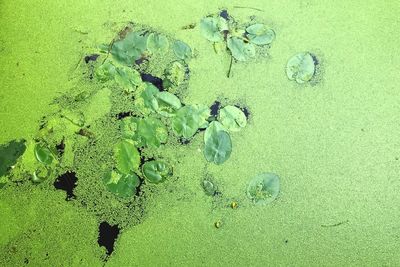 Close-up of plant on sand