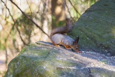 Close-up of squirrel on rock